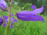 Campanula latifolia. Цветок. Окр. Томска, луг на месте заброшенного садового участка. 09.07.2010.