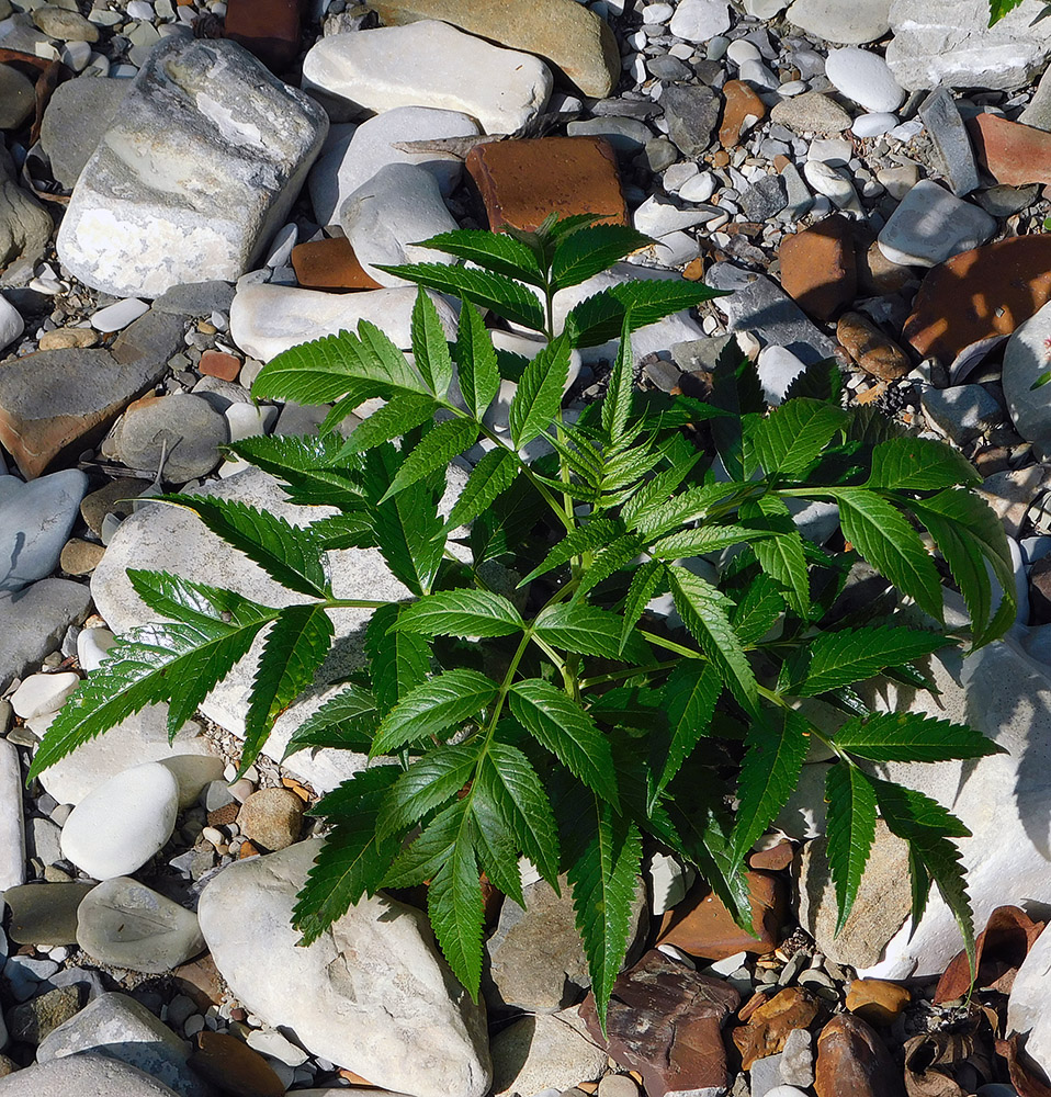 Изображение особи Sambucus ebulus.