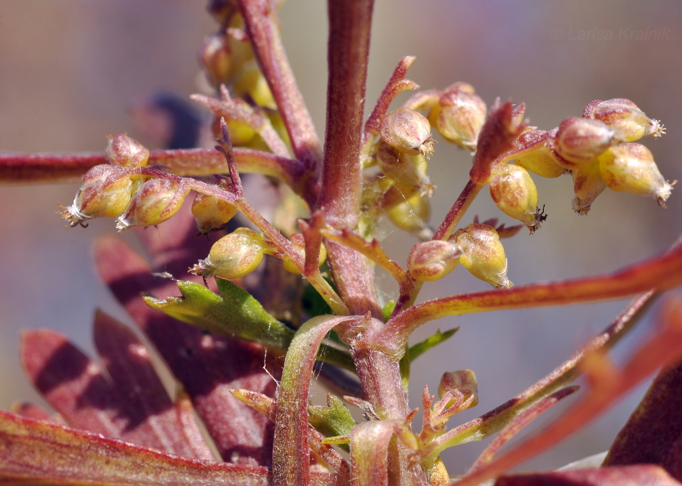 Изображение особи Artemisia japonica.