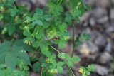 Melilotoides platycarpos