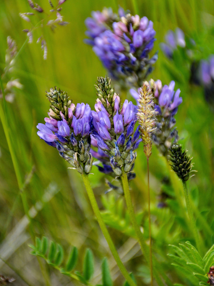 Image of Astragalus adsurgens specimen.