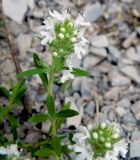 Thymus elenevskyi