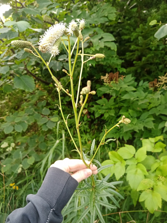 Image of genus Sanguisorba specimen.