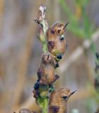 Antirrhinum majus