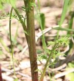 Adonis apennina