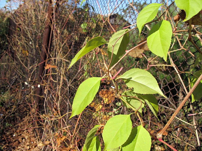 Image of Celastrus flagellaris specimen.