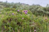 Allium schoenoprasum. Цветущие растения. Мурманская обл., окр. пос. Дальние Зеленцы, олуговелая вороничная тундра. 03.08.2022.