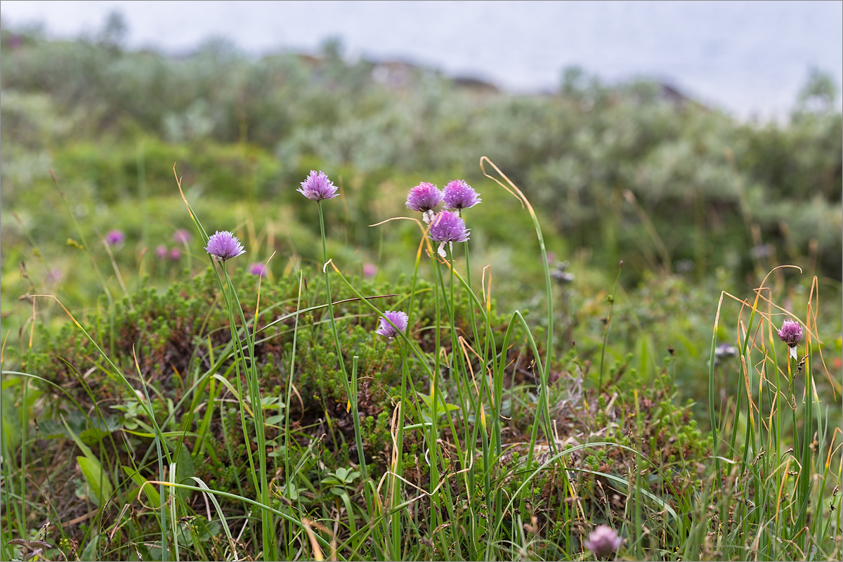 Изображение особи Allium schoenoprasum.