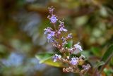 Vitex разновидность purpurea