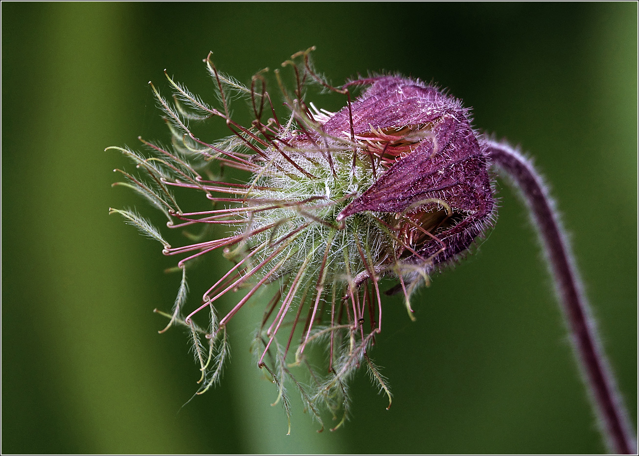 Image of Geum rivale specimen.