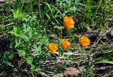 Trollius asiaticus. Цветущее растение. Красноярский край, Таймырский Долгано-Ненецкий р-н, плато Путорана, долина р. Кутарамакан, влажный луг. 25.07.2023.