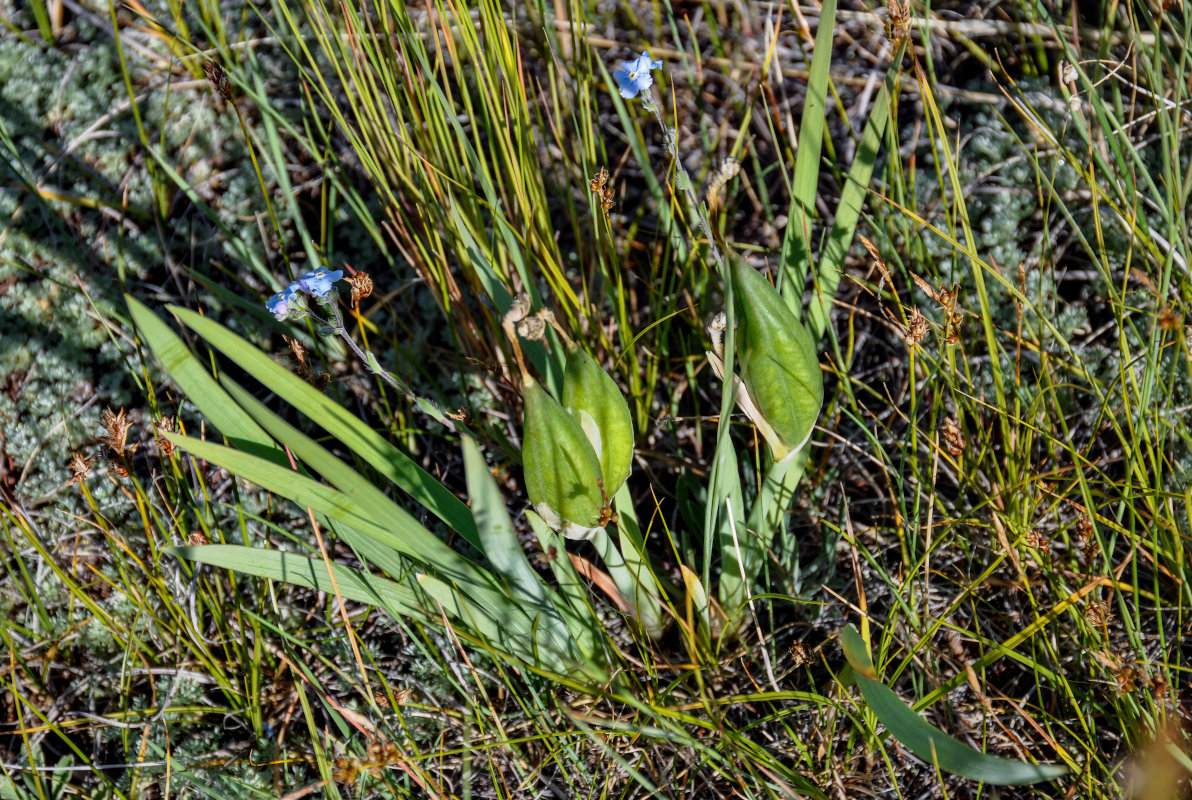 Изображение особи Iris humilis.