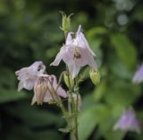 Aquilegia vulgaris