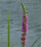 Lythrum salicaria. Соцветие. Тверская обл., Ржевский р-н, р. Волга, окр. переката Рождественский. 5 августа 2010 г.