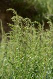 Artemisia dracunculus