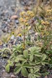 Potentilla brachypetala. Плодоносящее растение. Кабардино-Балкария, Эльбрусский р-н, долина р. Терскол, ≈ 2600 м н.у.м., каменистый склон. 24.08.2023.