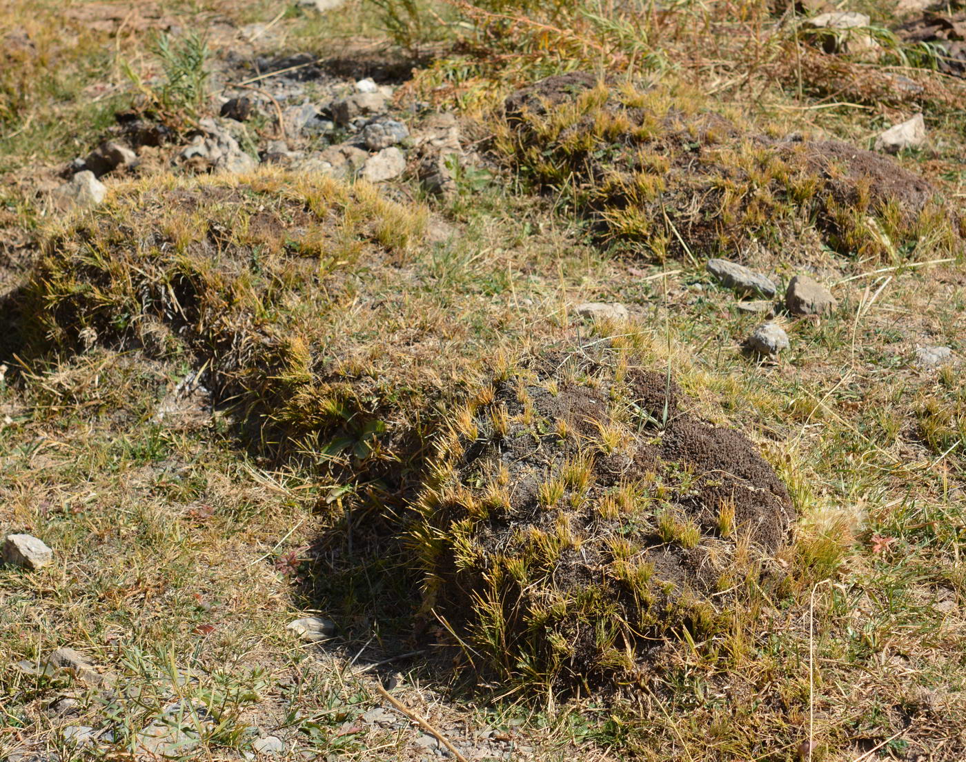 Image of Kobresia capilliformis specimen.