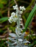 Artemisia stelleriana. Верхушка побега с соцветиями. Сахалин, Холмский гор. округ, мыс Слепиковского, окраина песчаного пляжа. 26.08.2023.