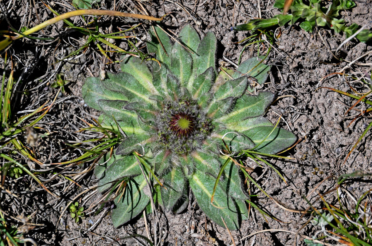 Изображение особи Inula rhizocephala.