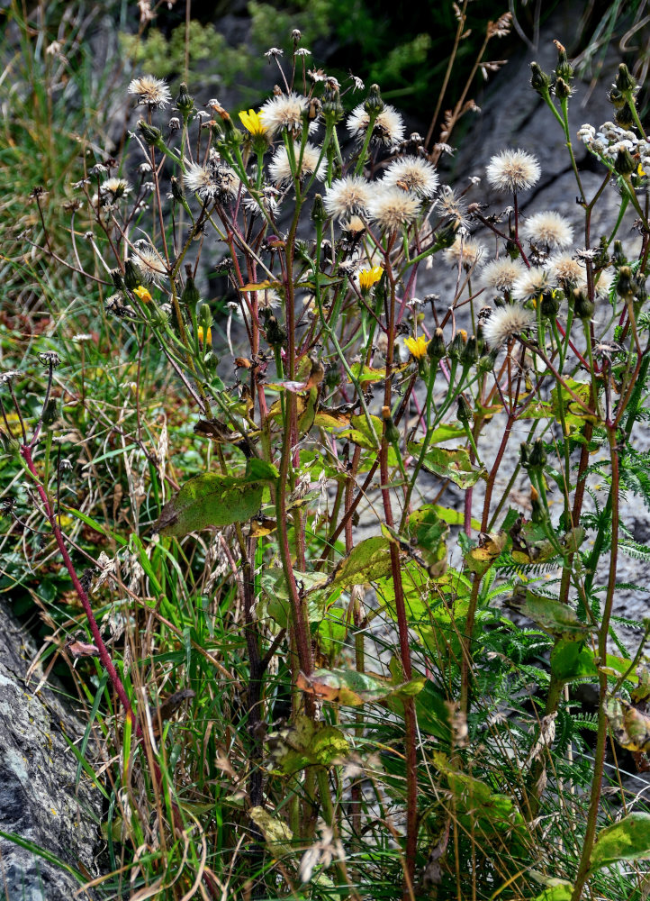 Изображение особи Picris japonica.