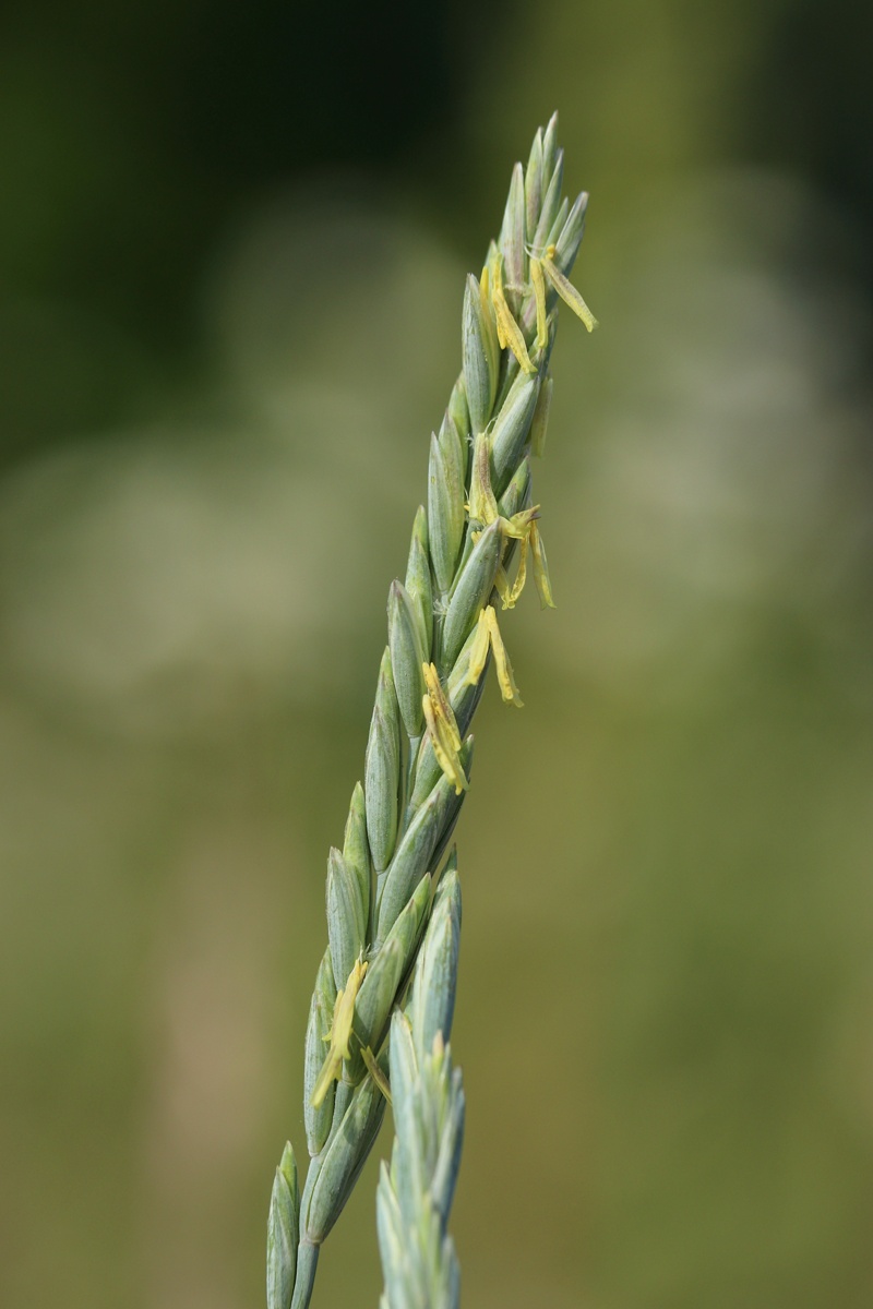 Image of Elytrigia repens specimen.