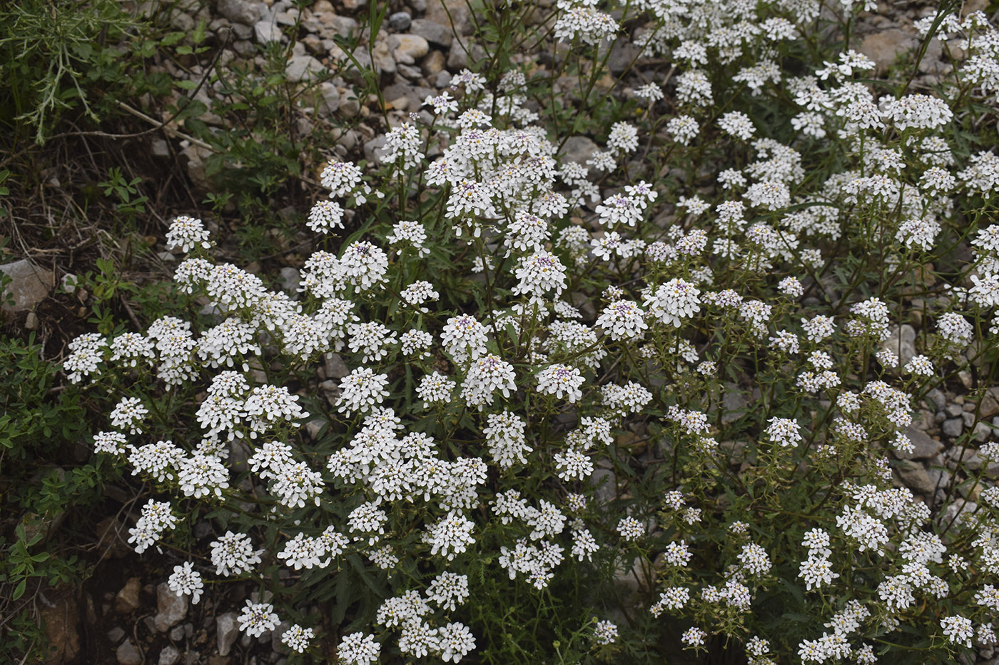 Image of Iberis amara specimen.