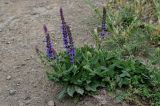 Salvia nemorosa. Цветущее растение. Грузия, Мцхета-Мтианети, окр. монастыря Джвари, луговой склон, у дороги. 10.06.2023.