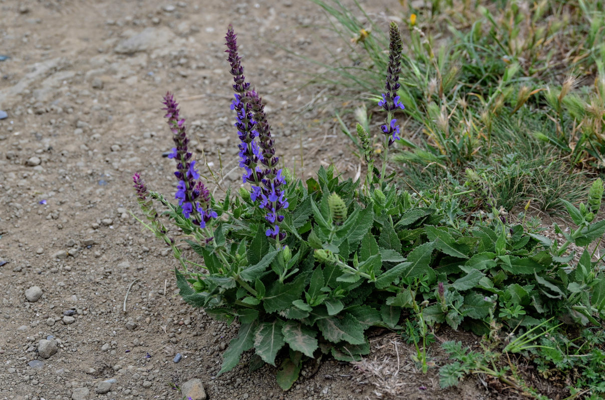 Изображение особи Salvia nemorosa.