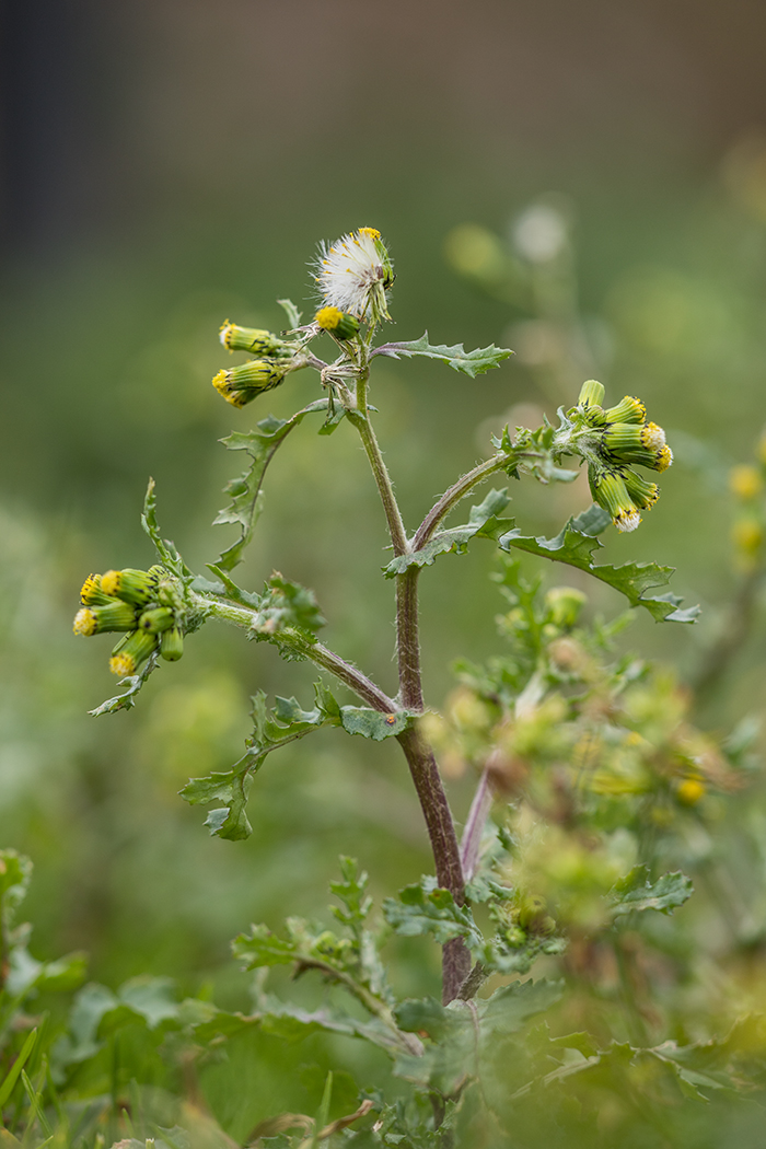 Изображение особи Senecio vulgaris.