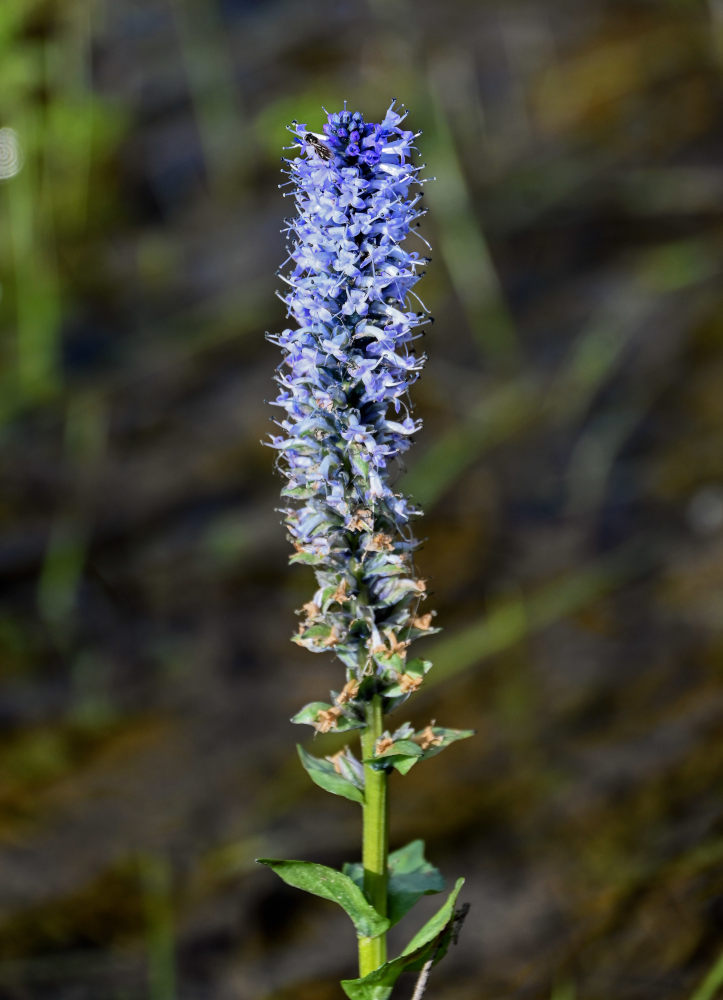 Image of Lagotis minor specimen.