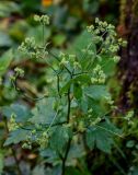 Sanicula chinensis. Верхушка плодоносящего растения. Курильские о-ва, о-в Кунашир, вулкан Менделеева, ≈ 300 м н.у.м., широколиственный лес. 21.08.2022.