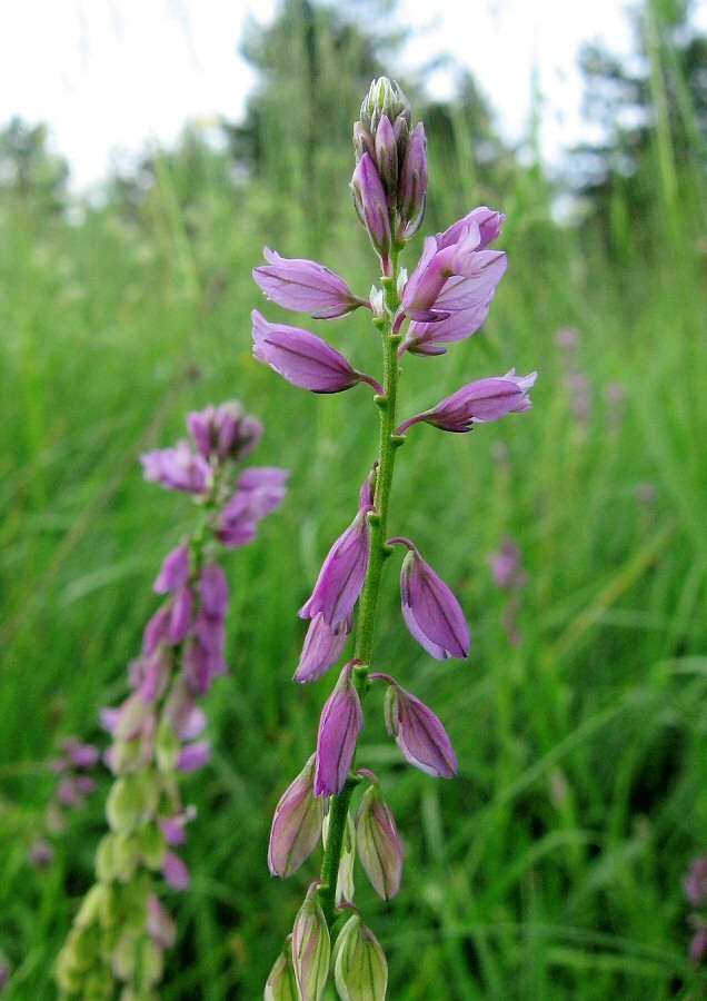 Image of Polygala wolfgangiana specimen.