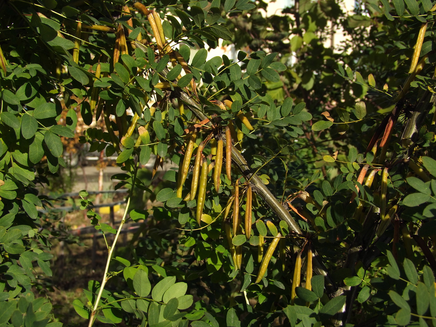 Image of Caragana arborescens specimen.