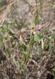 Arabis auriculata