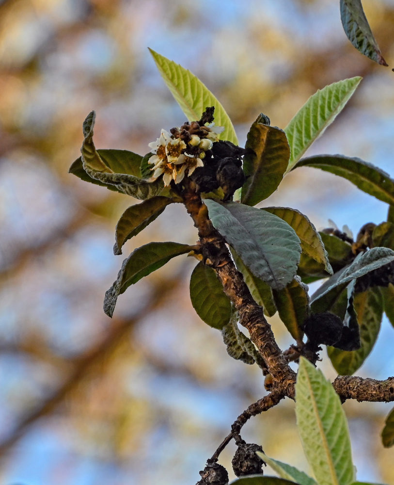 Image of Eriobotrya japonica specimen.