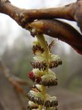 Populus suaveolens