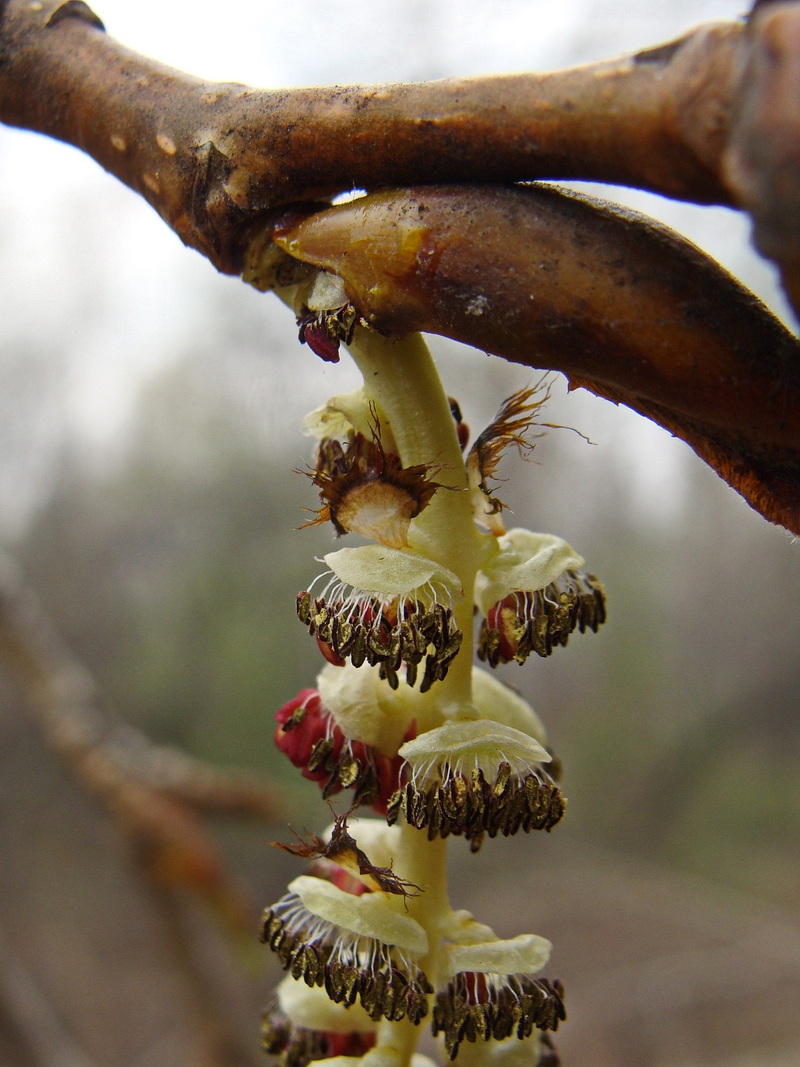Image of Populus suaveolens specimen.