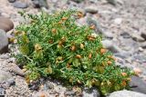 Zygophyllum kegense