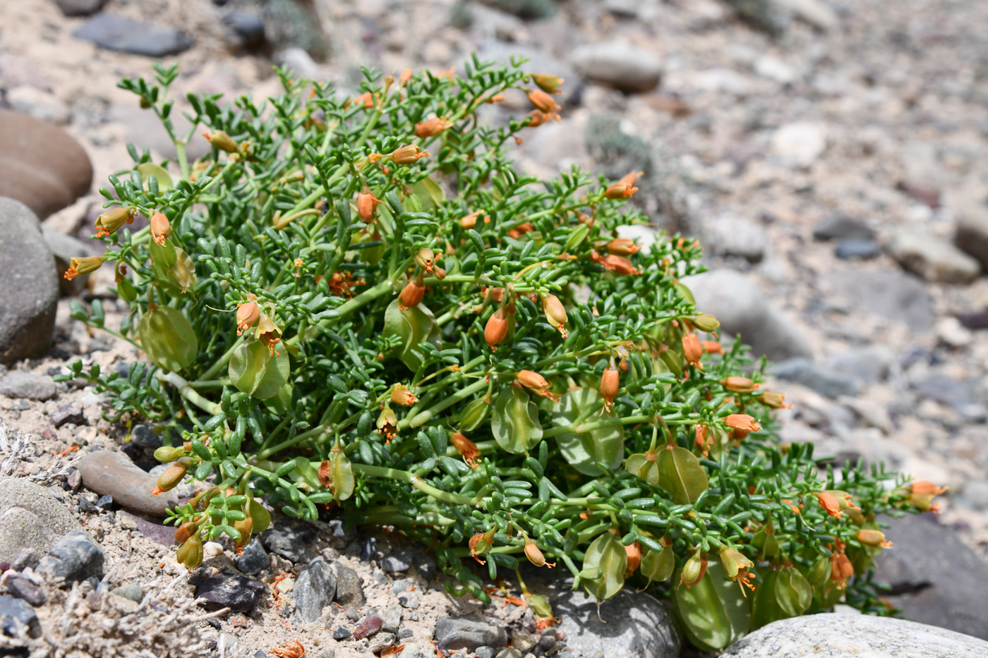 Image of Zygophyllum kegense specimen.