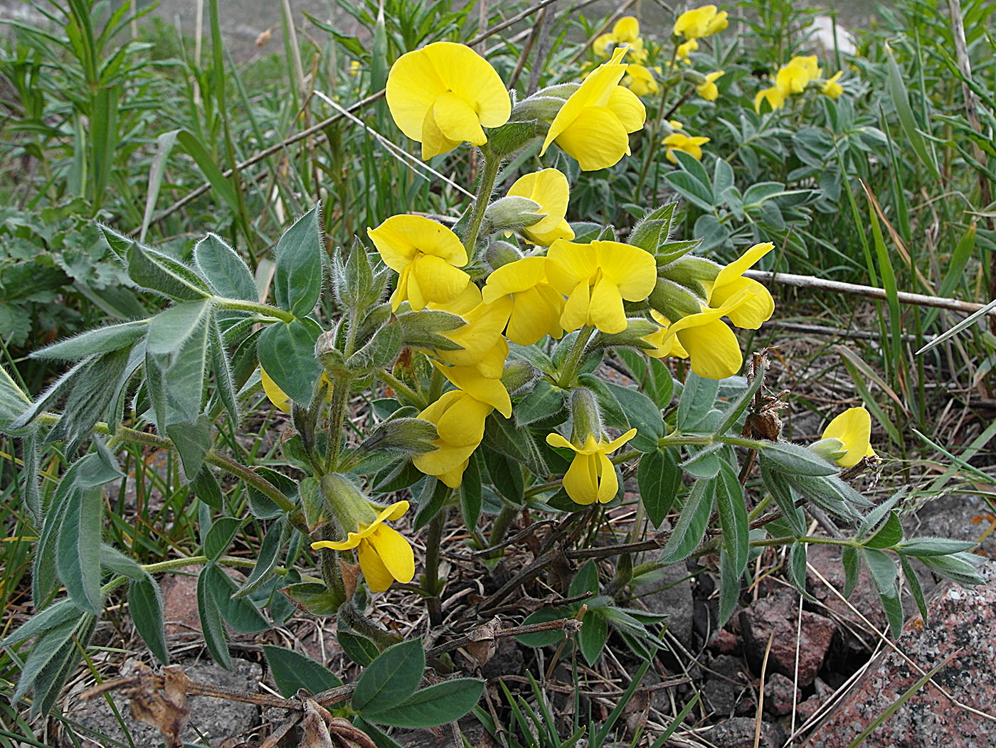 Изображение особи Thermopsis alpina.