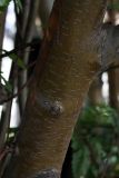 Sorbus &times; thuringiaca