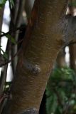 Sorbus × thuringiaca. Часть ствола взрослого дерева. Мурманск, обочина дороги возле магазина \"Полюс\", в культуре. 08.08.2010.