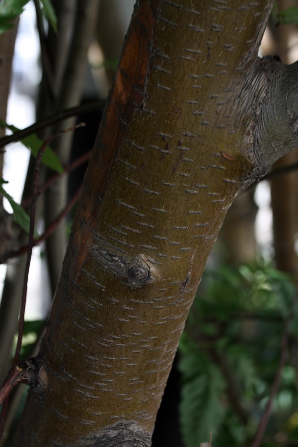 Image of Sorbus &times; thuringiaca specimen.