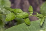 genus Campanula