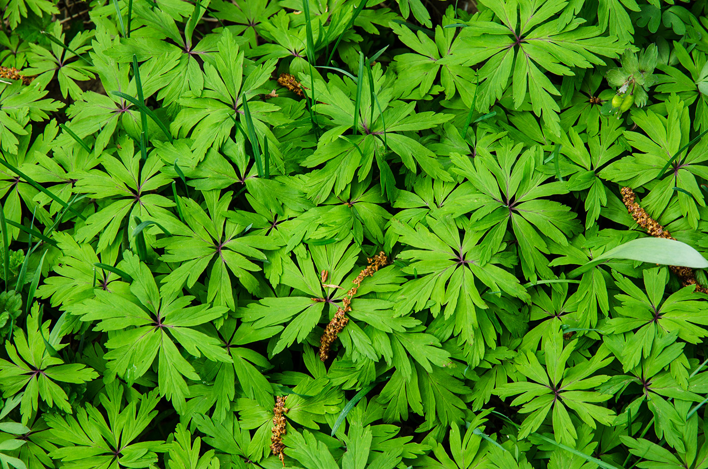 Image of Anemone ranunculoides specimen.