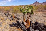 Adenium boehmianum