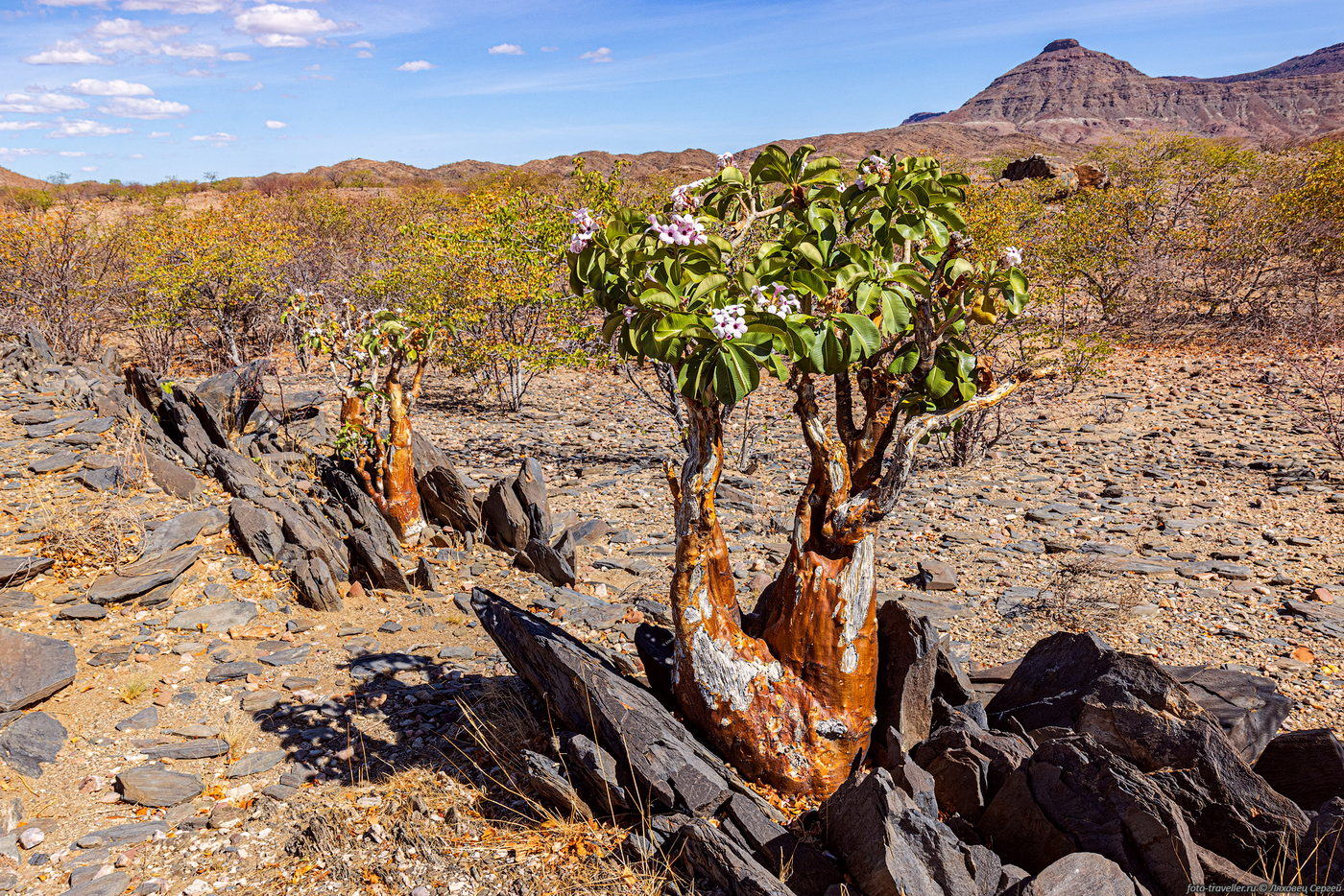 Image of Adenium boehmianum specimen.