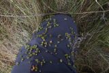 Agrimonia eupatoria