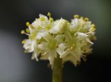 genus Hydrocotyle