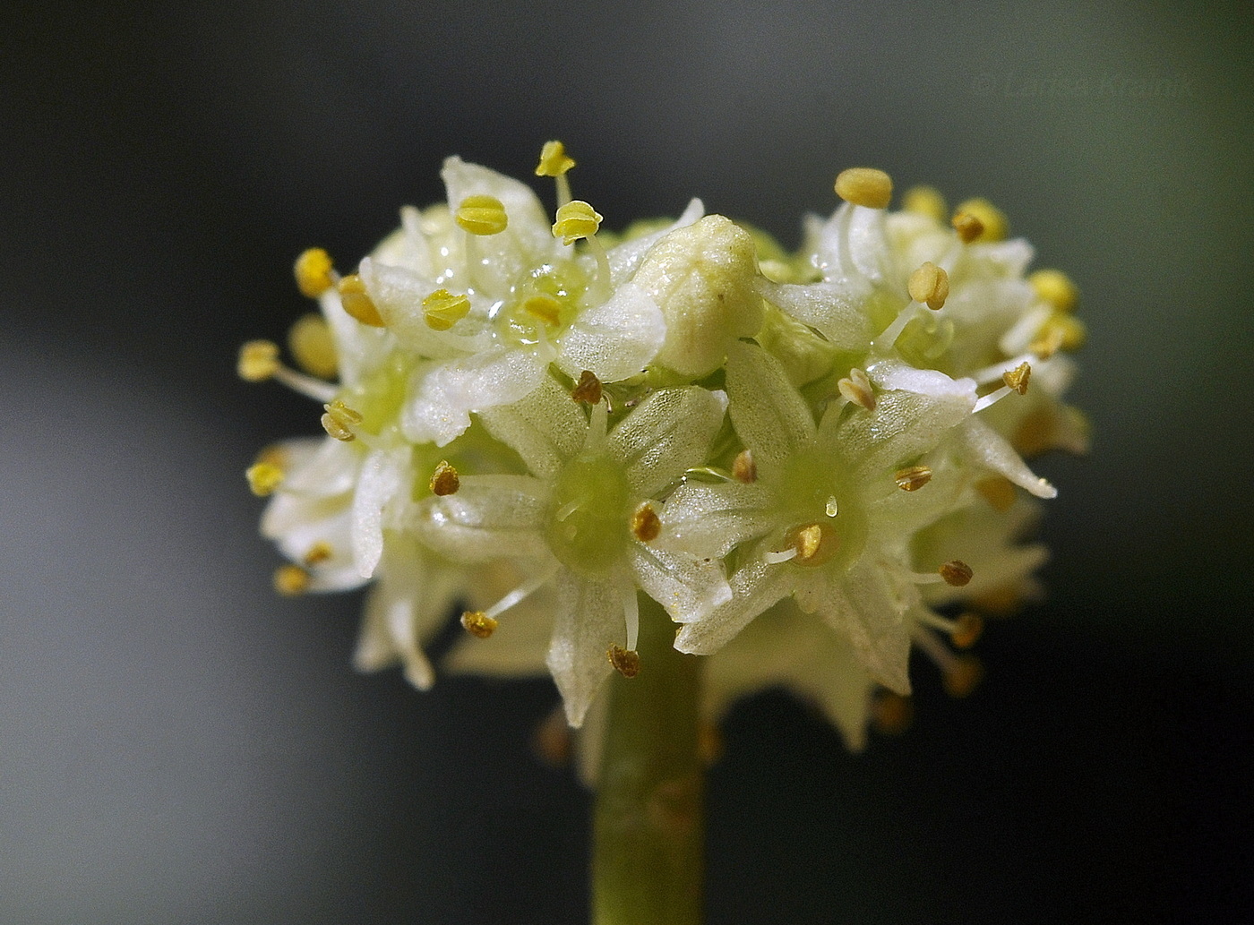 Image of genus Hydrocotyle specimen.